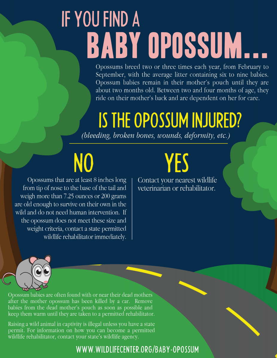 Flowchart if you found a baby opossum