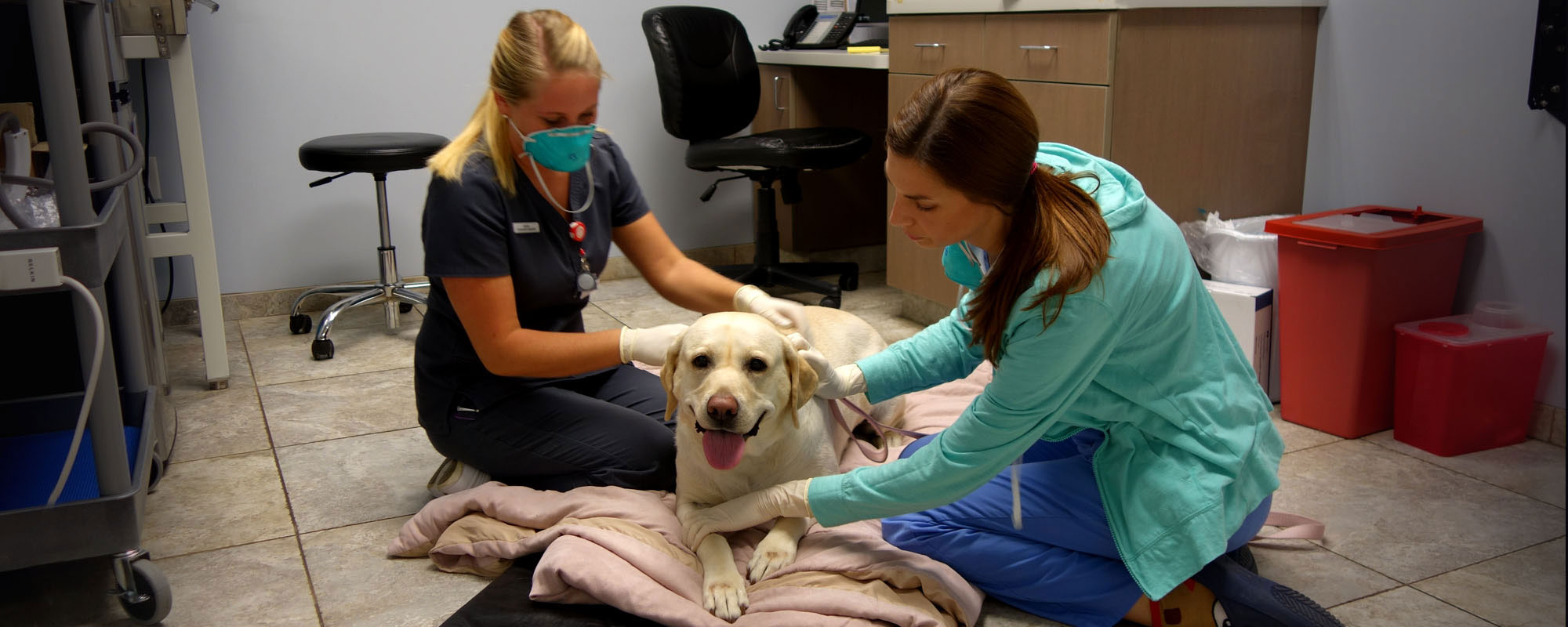veterinary oncology services
