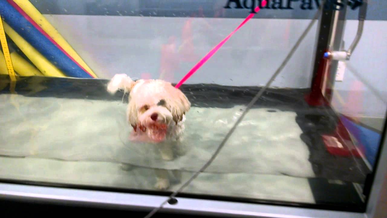 Spike in CVRC's underwater treadmill