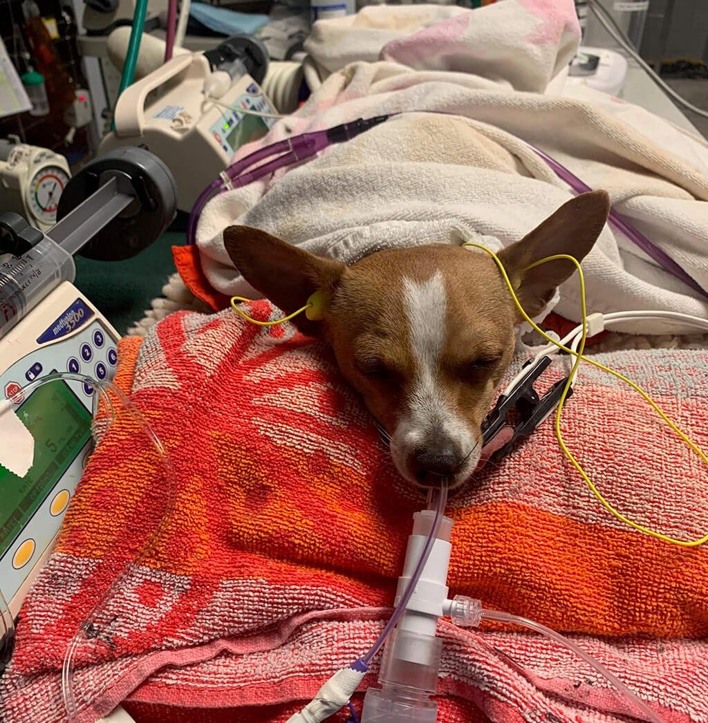 Dog on ventilator